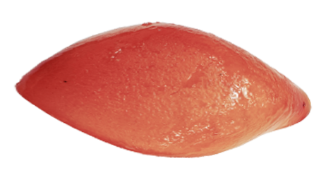 Pomelo Corse quartier IGP