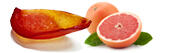 PAMPLEMOUSSE IGP CORSE